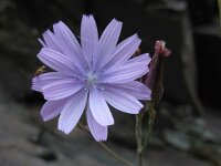 Lactuca perennis 42, Saxifraga-Ed Stikvoort