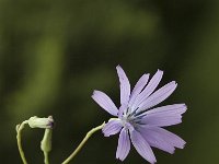 Lactuca perennis 1, Saxifraga-Marijke Verhagen