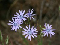 Lactuca perennis 10, Saxifraga-Dirk Hilbers