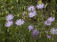 Lactuca perennis 11, Saxifraga-Jan van der Straaten