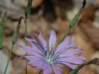 Lactuca perennis 12, Saxifraga-Jan van der Straaten