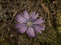 Lactuca perennis 13, Saxifraga-Willem van Kruijsbergen