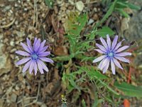 Lactuca perennis 14, Saxifraga-Jeroen Willemsen