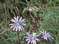 Lactuca perennis 15, Saxifraga-Jeroen Willemsen