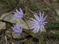 Lactuca perennis 16, Saxifraga-Willem van Kruijsbergen