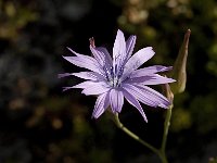 Lactuca perennis 17, Saxifraga-Jan van der Straaten