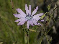 Lactuca perennis 18, Saxifraga-Jan van der Straaten