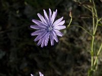 Lactuca perennis 19, Saxifraga-Jan van der Straaten