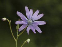 Lactuca perennis 2, Saxifraga-Marijke Verhagen