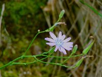 Lactuca perennis 20, Saxifraga-Jasenka Topic