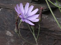 Lactuca perennis 21, Saxifraga-Peter Meininger