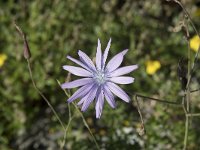 Lactuca perennis 22, Saxifraga-Willem van Kruijsbergen