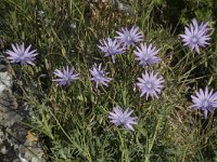 Lactuca perennis 23, Saxifraga-Willem van Kruijsbergen