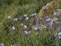 Lactuca perennis 24, Saxifraga-Willem van Kruijsbergen