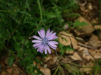 Lactuca perennis 25, Saxifraga-Dirk Hilbers