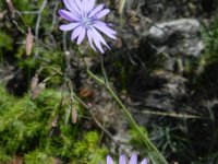 Lactuca perennis 26, Saxifraga-Rutger Barendse