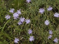 Lactuca perennis 3, Saxifraga-Marijke Verhagen