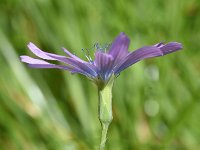 Lactuca perennis 30, Saxifraga-Sonja Bouwman  Blauwe sla - Lactuca perennis - Asteraceae familie