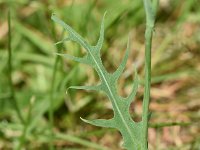 Lactuca perennis 31, Saxifraga-Sonja Bouwman  Blauwe sla - Lactuca perennis - Asteraceae familie