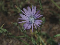 Lactuca perennis 4, Saxifraga-Marijke Verhagen