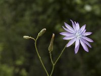 Lactuca perennis 5, Saxifraga-Jan van der Straaten