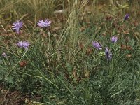 Lactuca perennis 6, Saxifraga-Marijke Verhagen