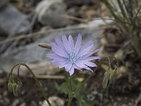 Lactuca perennis 8, Saxifraga-Willem van Kruijsbergen