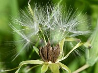 Lactuca serriola 27, Kompassla, Saxifraga-Sonja Bouwman