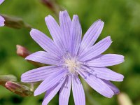 Lactuca tatarica