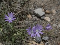 Lactuca tenerrima 2, Saxifraga-Willem van Kruijsbergen