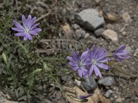 Lactuca tenerrima 3, Saxifraga-Willem van Kruijsbergen