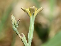 Lactuca viminea