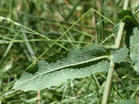 Lactuca virosa 31, Gifsla, Saxifraga-Sonja Bouwman  764. Gifsla - Lactuca virosa - Asteraceae familie (i)