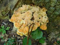 Laetiporus sulphureus 1, Saxifraga-National Botanical Garden of Latvia