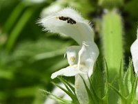 Lamium album 33, Witte dovenetel, Saxifraga-Sonja Bouwman