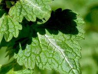 Lamium bifidum 6, Saxifraga-Sonja Bouwman  1097. Lamium bifidum - Lamiaceae familie