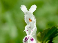 Lamium bifidum 7, Saxifraga-Sonja Bouwman  1097. Lamium bifidum - Lamiaceae familie (zw) Nieuwerkerk aan den IJssel