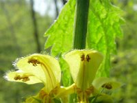 Lamium galeobdolon 47, Gele dovenetel, Saxifraga-Hans Grotenhuis