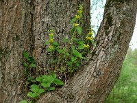 Lamium galeobdolon 50, Gele dovenetel, Saxifraga-Hans Grotenhuis