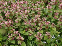 Lamium gargaricum