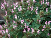 Lamium garganicum 3, Saxifraga-Jan van der Straaten