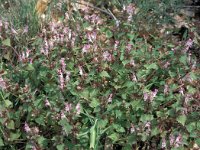 Lamium garganicum 5, Saxifraga-Jan van der Straaten