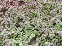 Lamium hybridum 10, Ingesneden dovenetel, Saxifraga - Peter Meininger