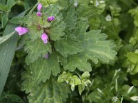 Lamium hybridum 11, Ingesneden dovenetel, Saxifraga - Peter Meininger