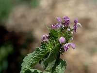 Lamium hybridum 14, Ingesneden dovenetel, Saxifraga-Marijke Verhagen