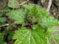 Lamium hybridum 15, Ingesneden dovenetel, Saxifraga-Rutger Barendse