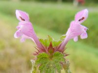 Lamium hybridum 17, Ingesneden dovenetel, Saxifraga-Rutger Barendse