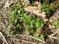 Lamium hybridum 19, Ingesneden dovenetel, Saxifraga-Rutger Barendse