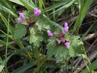 Lamium hybridum 2, Ingesneden dovenetel, Saxifraga - Peter Meininger