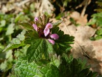 Lamium hybridum 20, Ingesneden dovenetel, Saxifraga-Rutger Barendse